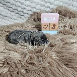 Teal collar - Gray female Cane Corso puppy in Fritch, Texas from Carrie Brown's Cane Corsos