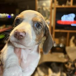 Dachshund Puppies from The Weenie Herd Mom