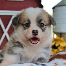 Bella - Red female Pembroke Welsh Corgi puppy in Pollock, Missouri from Northstar