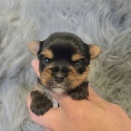 Duke - Blue and gold male Yorkshire Terrier puppy in Battle Ground, Washington from Joyful Yorkies