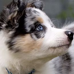 Border Collies from Grand Oakes Border Collies