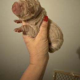 Dark cream - Cream female Chinese Shar-Pei puppy in North Carolina from Amy Mahaffey's Chinese Shar-Pei