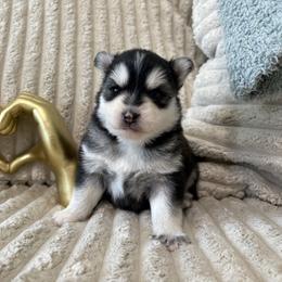 Cosmo - Black and white male Pomsky puppy in Valparaiso, Indiana from Valparaiso Pomskys
