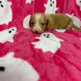 Morgan - Cream female Dachshund puppy in Lake City, Florida from My Ditzy Doxies of Florida