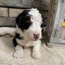 Boone - Tri-color male Bernedoodle puppy in Hackleburg, Alabama from The Doodle Patch