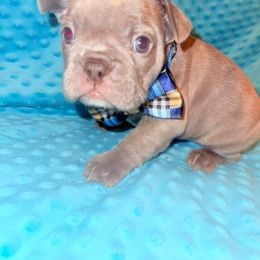 French Bulldog Puppies from J & S French Bulldogs