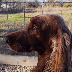 Keeva - Irish Setter