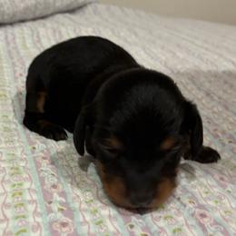 Paisley - Black and tan female Dachshund puppy in Dobson, North Carolina from Oakleys Dachshund Haven