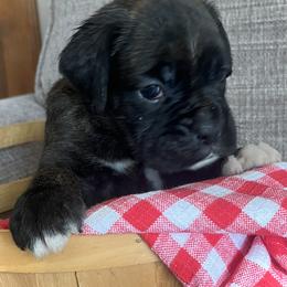 Girl 5 - Brindle female Boxer puppy in Plainwell, Michigan from Hope's Beautiful Boxers