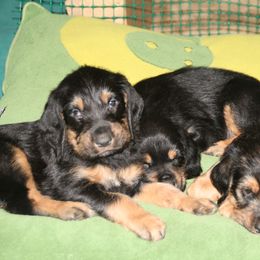 Otterhound Puppies from Blue Fairy Otterhounds