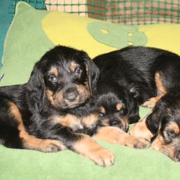 Otterhound Puppies from Blue Fairy Otterhounds