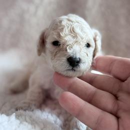 Matcha - White male Poodle puppy in Marsing, Idaho from Araceli Toy Poodles