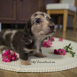 Candy - Chocolate and cream female Dachshund puppy in Oklahoma City, Oklahoma from OkieDoxieland Dachshunds