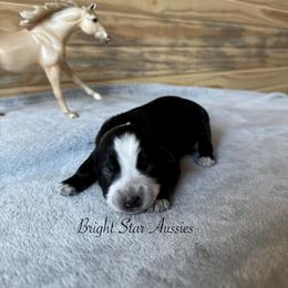 Yoorella - Black tri-color female Australian Shepherd puppy in Newton, Mississippi from Bright Star Aussies