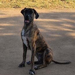 Tora - Brindle female Great Dane puppy in Cunningham, Kansas from Garden Grove Great Danes