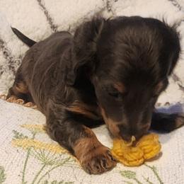 Dachshund Puppies from Darling Dachshunds