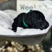 Curly-Coated Retriever Puppies from Ayershire Kennels