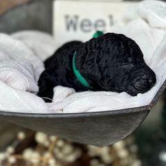 Curly-Coated Retriever Puppies from Ayershire Kennels