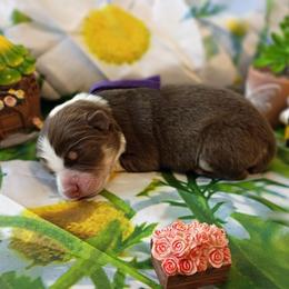 Misty (Purple Collar) - Red tri-color female Australian Shepherd puppy in Okeechobee, Florida from Rothsolid Puppies