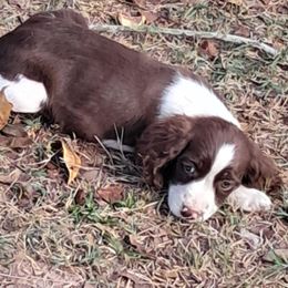 Girl 5 - White and liver female English Springer Spaniel puppy in Athens, Texas from It's  A Dog Thing