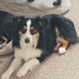 Kate - Miniature Australian Shepherd