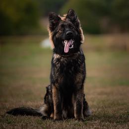 Alaric - German Shepherd