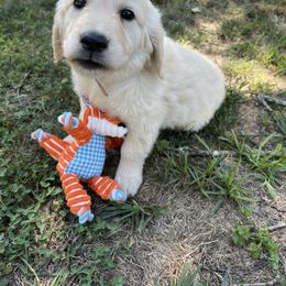 Golden Retriever Puppies from The Gilbert Farms