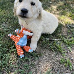 Golden Retriever Puppies from The Gilbert Farms