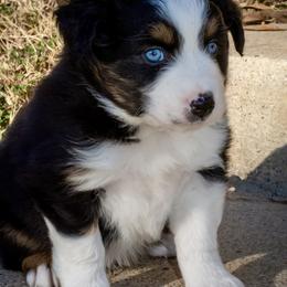 Rudy - Black tri-color male Australian Shepherd puppy in Decatur, Texas from Wyldrose Australian Shepherds