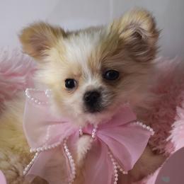 Merry - Cream and white female Chihuahua puppy in Gloucester, Virginia from Charlotte's Web of Chihuahuas