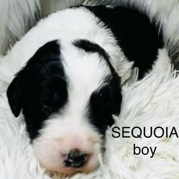 SEQUOIA - Black and white male Sheepadoodle puppy in Buffalo, Minnesota from Fur-ever Doodles