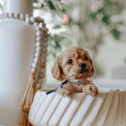 Blue Boy Cavapoo - Apricot male Cavapoo puppy in Mckinney, Texas from Doodles of North Tx