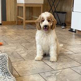 Bandit - Parti male Goldendoodle puppy in Sugarcreek, Ohio from True Hearted Doodles