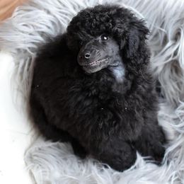 Poodle Puppies from Laminin Poodles