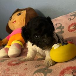 Sunflower-Yellow Collar - Phantom female Poodle puppy in Winter Haven, Florida from Herdez’s Poodles