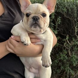 French Bulldog and Labrador Retriever Puppies from Desiree Ortiz's French Bull Dogs and Labrador Retrievers