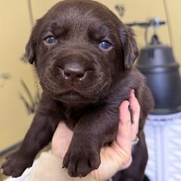 Pink - Chocolate female Labrador Retriever puppy in Manheim, Pennsylvania from Monarch Labradors