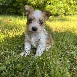 Benjamin - Parti male Yorkshire Terrier puppy in Bolton, Connecticut from Elle Yorkies