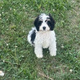Bert - Tri-color male Bernedoodle puppy in Moulton, Iowa from Shondel Puppy Paws