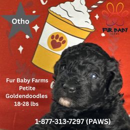 Otho - Black male Goldendoodle puppy in Michigan from Fur Baby Farms