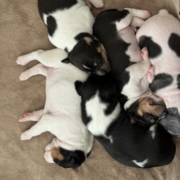 Rat Terrier Puppies from Kelly’s Ratters
