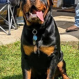 Rottweilers from Vom Cajun Fire Rottweilers