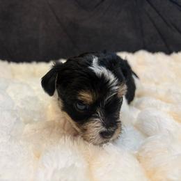 Toast - Parti male Yorkipoo puppy in San Antonio, Texas from Sweet as dessert puppies