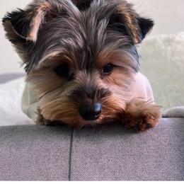 Koda - Black and tan male Yorkshire Terrier puppy in Carmichael, California from Mckeever's Yorkies
