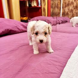 CHEPHREN TUT - Parti male Poodle puppy in Jersey City, New Jersey from Tuts Pups Cafe