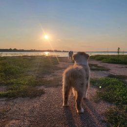 Australian Shepherd Puppies from AW Standard Aussies
