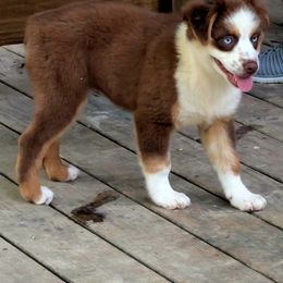 Miniature Australian Shepherd Puppies from AussiesRus