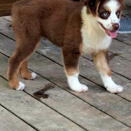 Miniature Australian Shepherd Puppies from AussiesRus