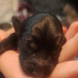 Jingle - Black and white female Aussiedoodle puppy in Powder Springs, Georgia from My Classy Doodles