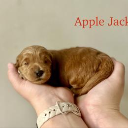 Apple Jacks - Red  male Goldendoodle puppy in Taylorsville, North Carolina from Heartfelt Doodles